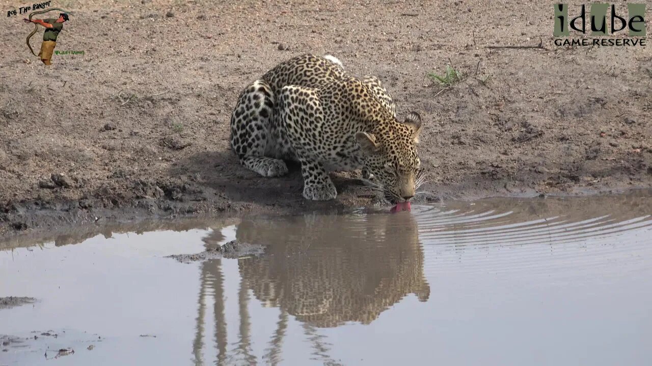 Thirsty Scotia Female Leopard