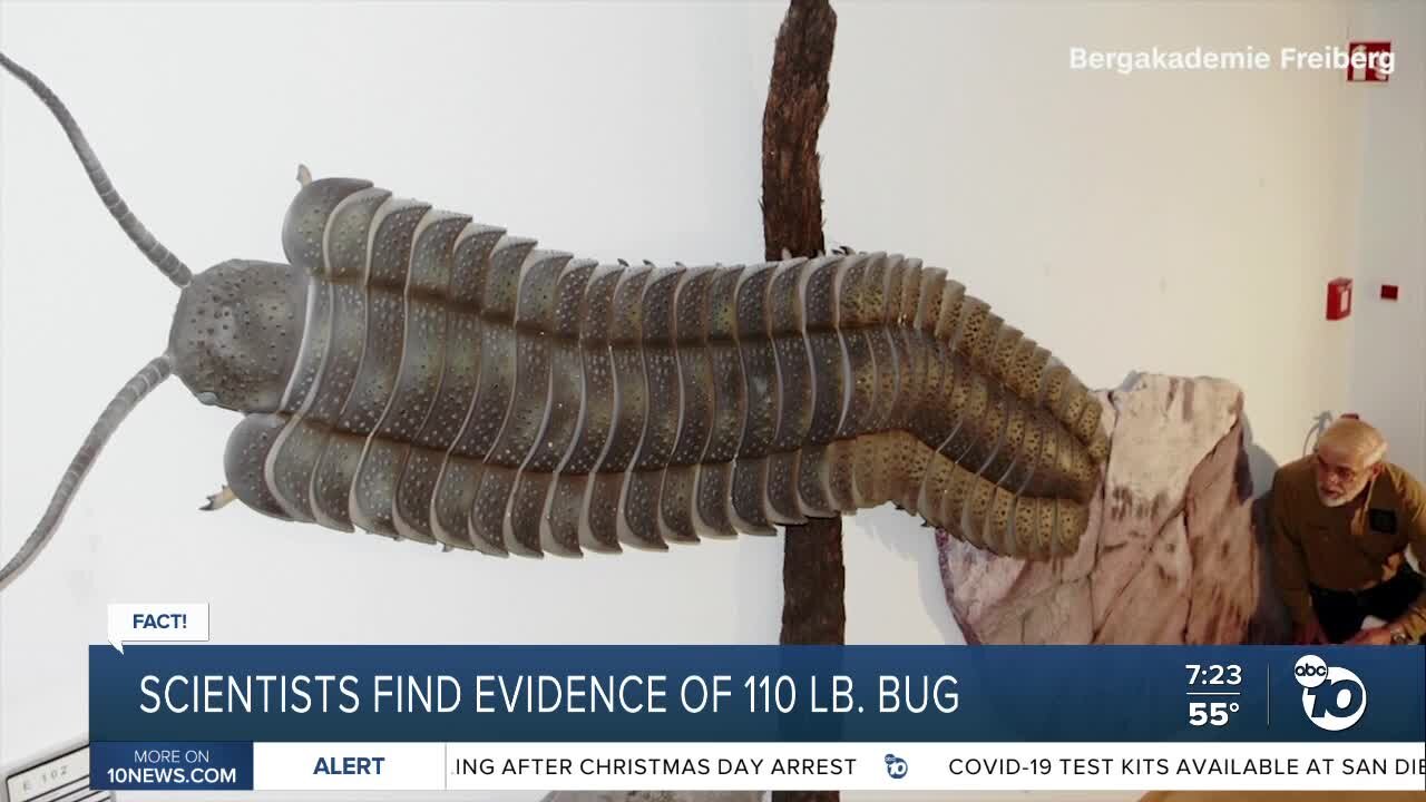 Fact or Fiction: Scientists discover largest bug to ever live?