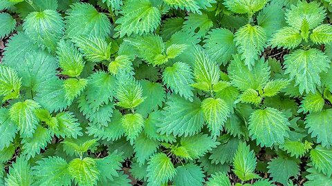 MAKE FABRIC FROM STINGING NETTLES