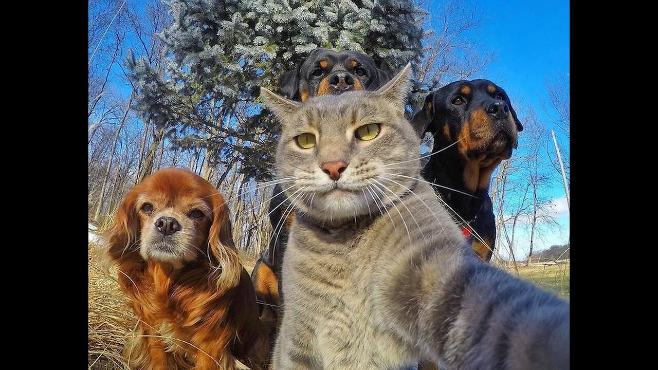 🐱🐶Funny_cats_and_ dogs_moment🐱🤣