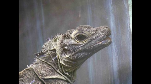STATEN ISLAND ZOO (PHOTO)