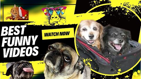 Animals Crazy Moments | Episode 200