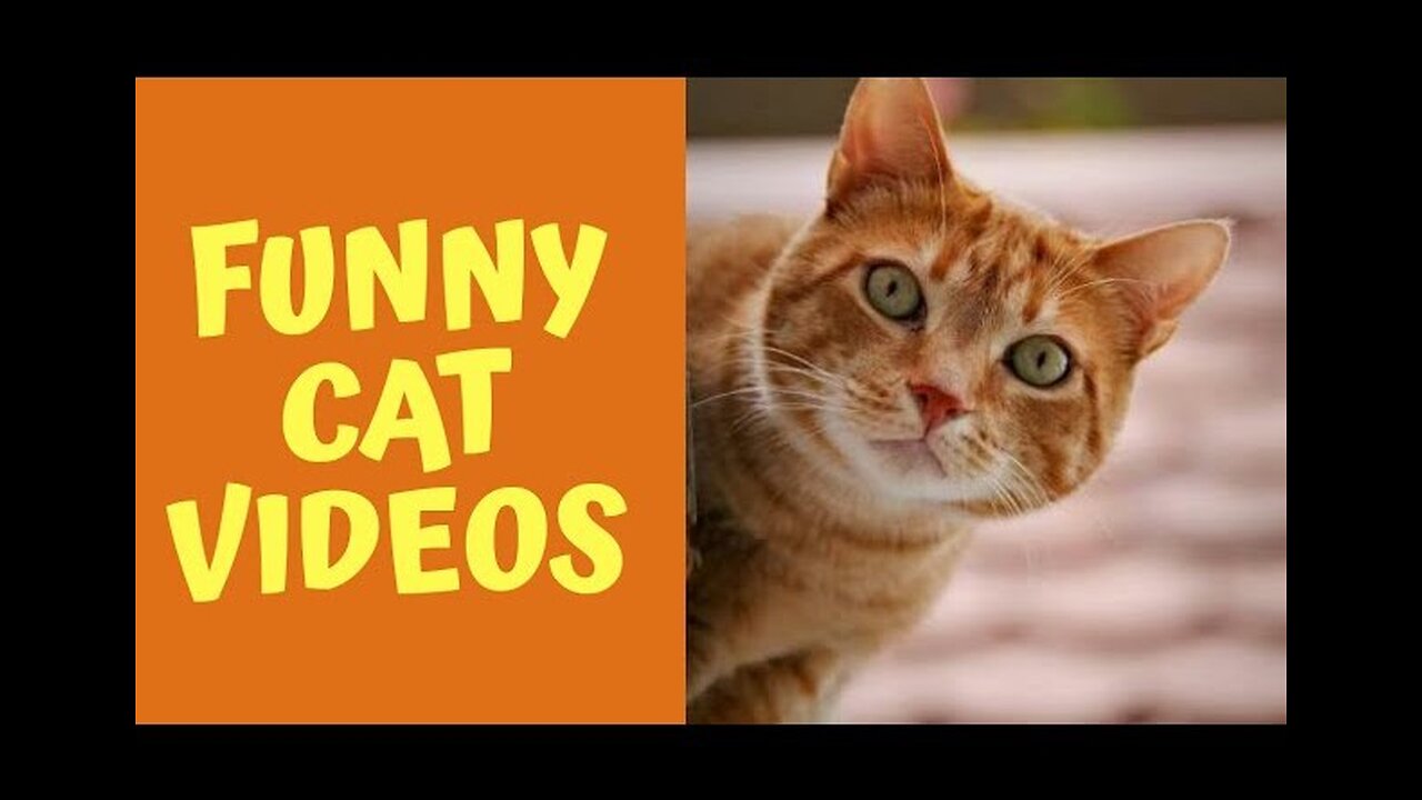 Funniest cats 😹 in the world funny and fails pets video