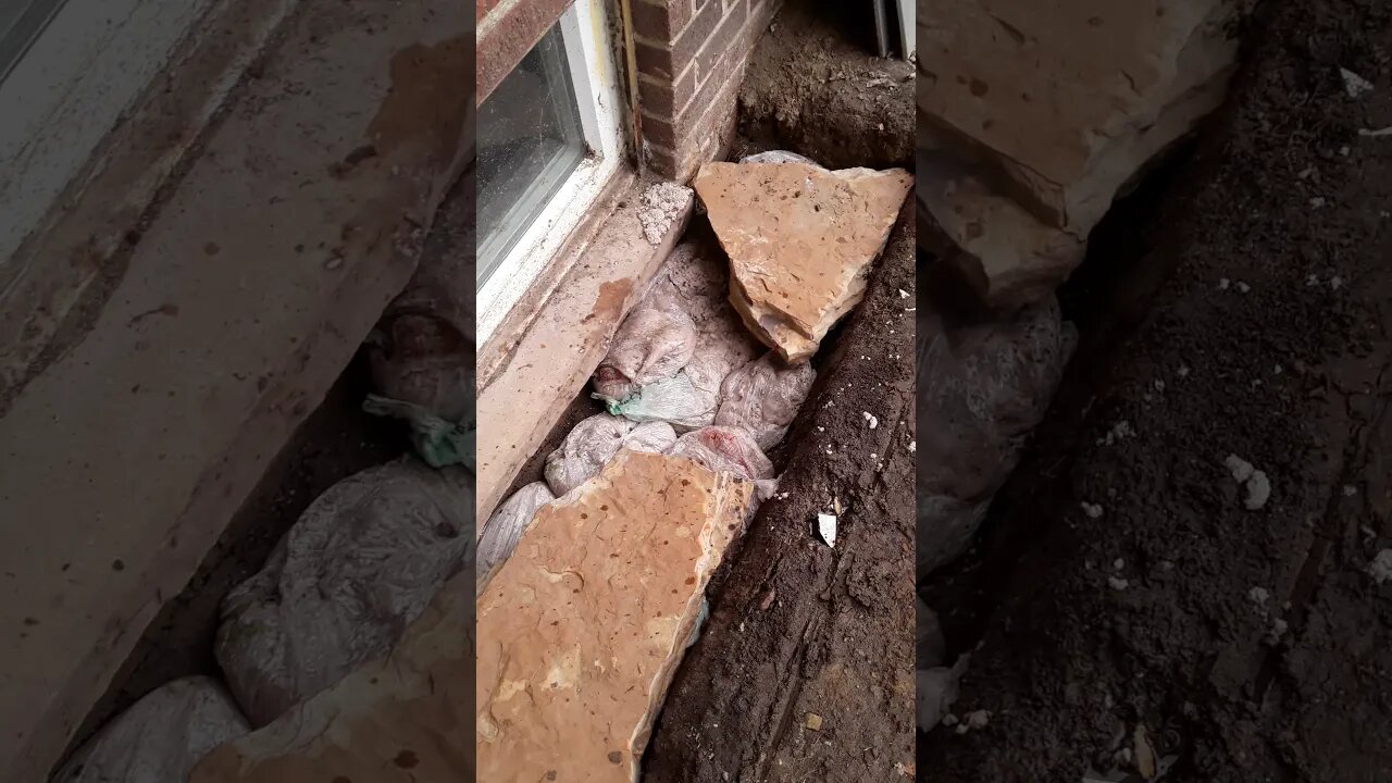 Found 3 Guineas eggs