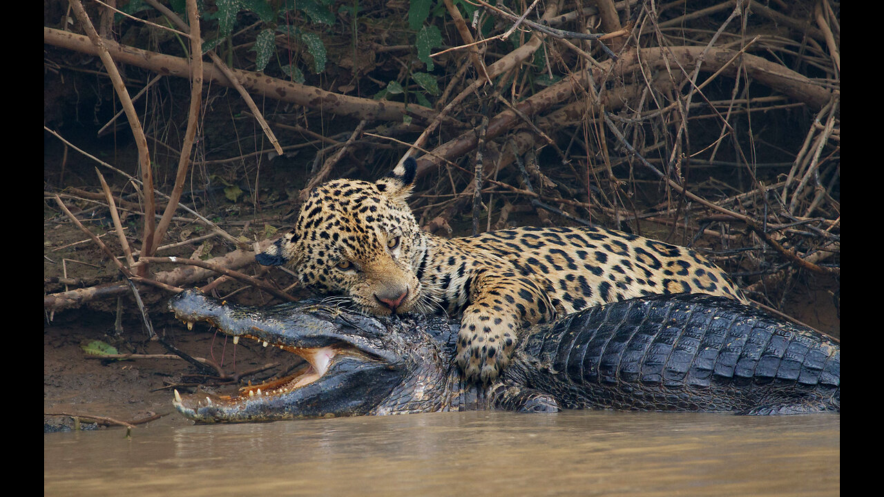 Jaguar Attacks Crocodile Cousin caiman