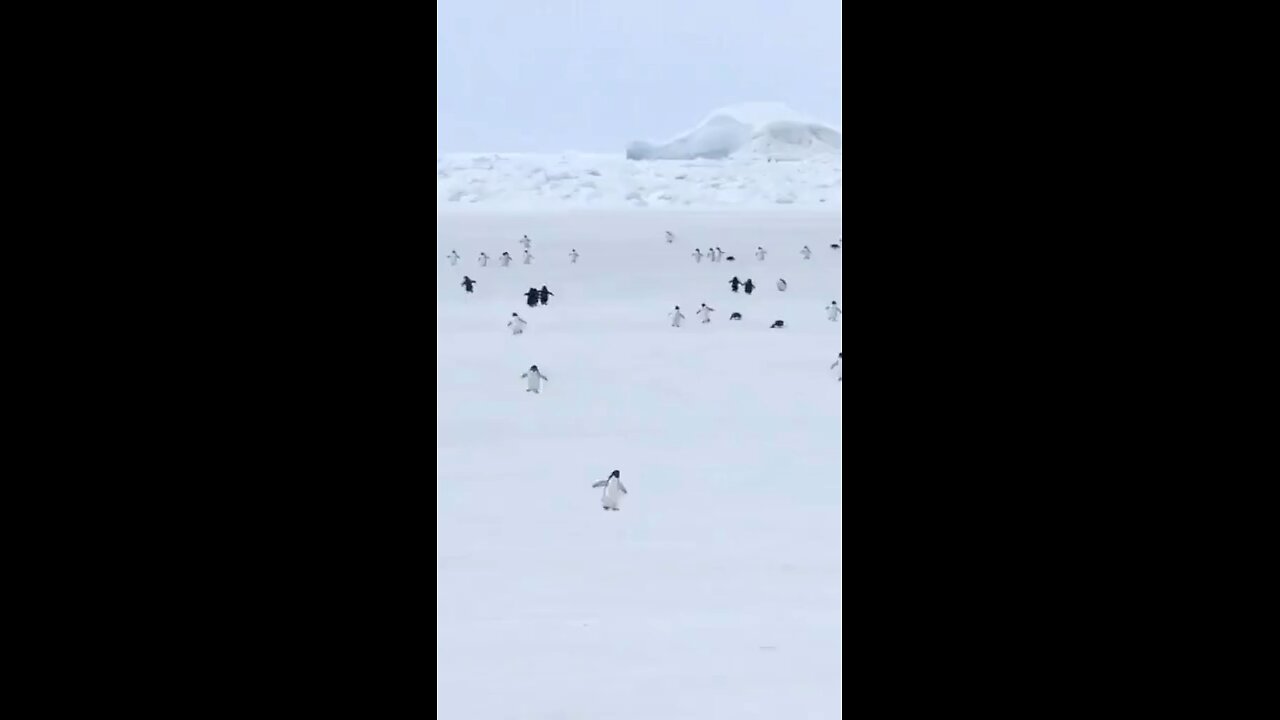 Very silly penguins funny