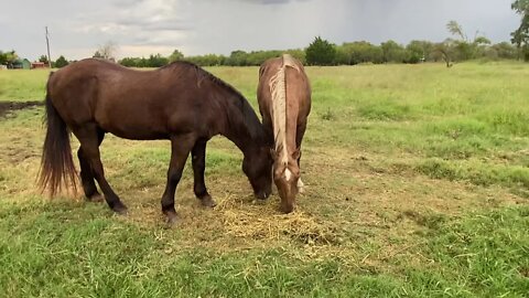 Part One - Visit With Horses In Lightening & Thunder Storm - Buddy Boo Boo Update