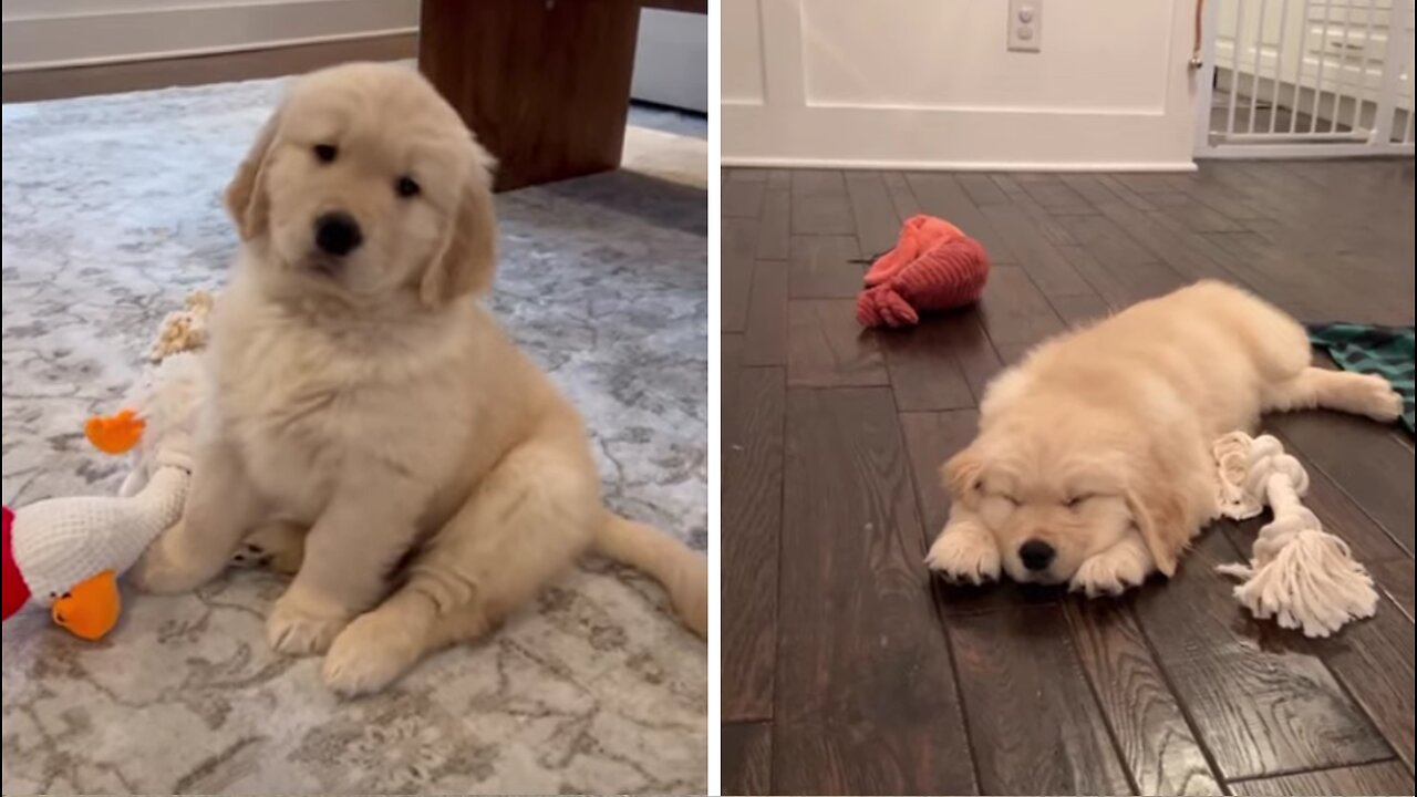 Puppy golden retriever takes his first nap at home!