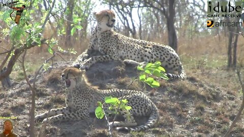 3 Cheetah