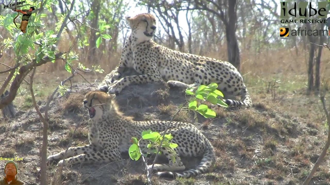 3 Cheetah