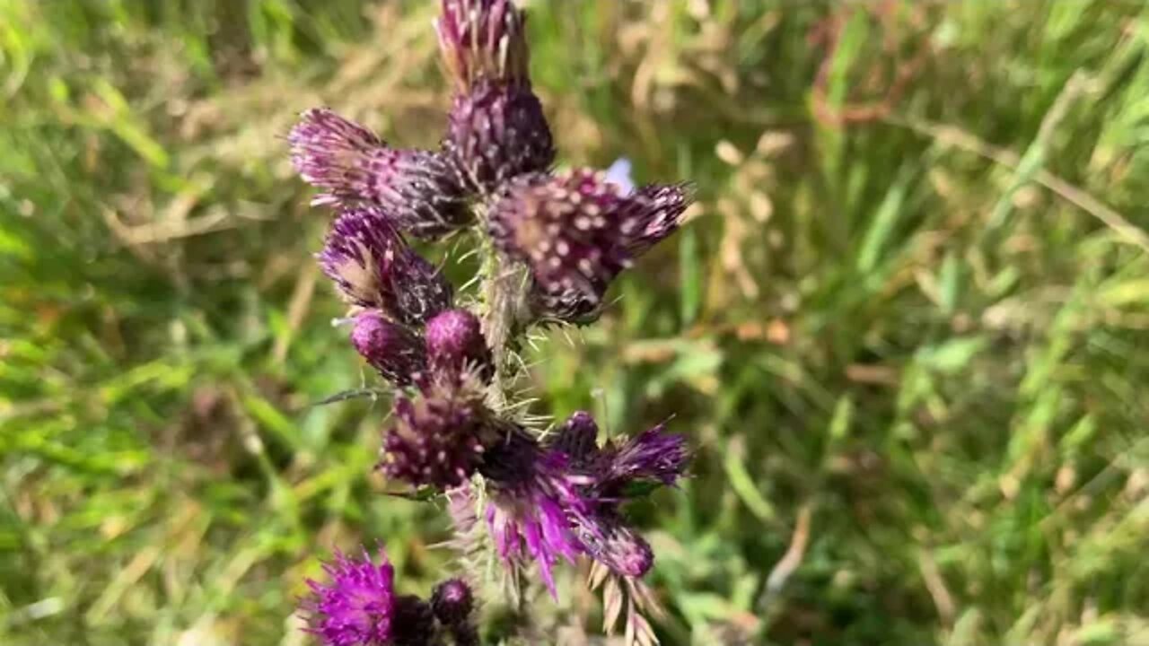 4K video test