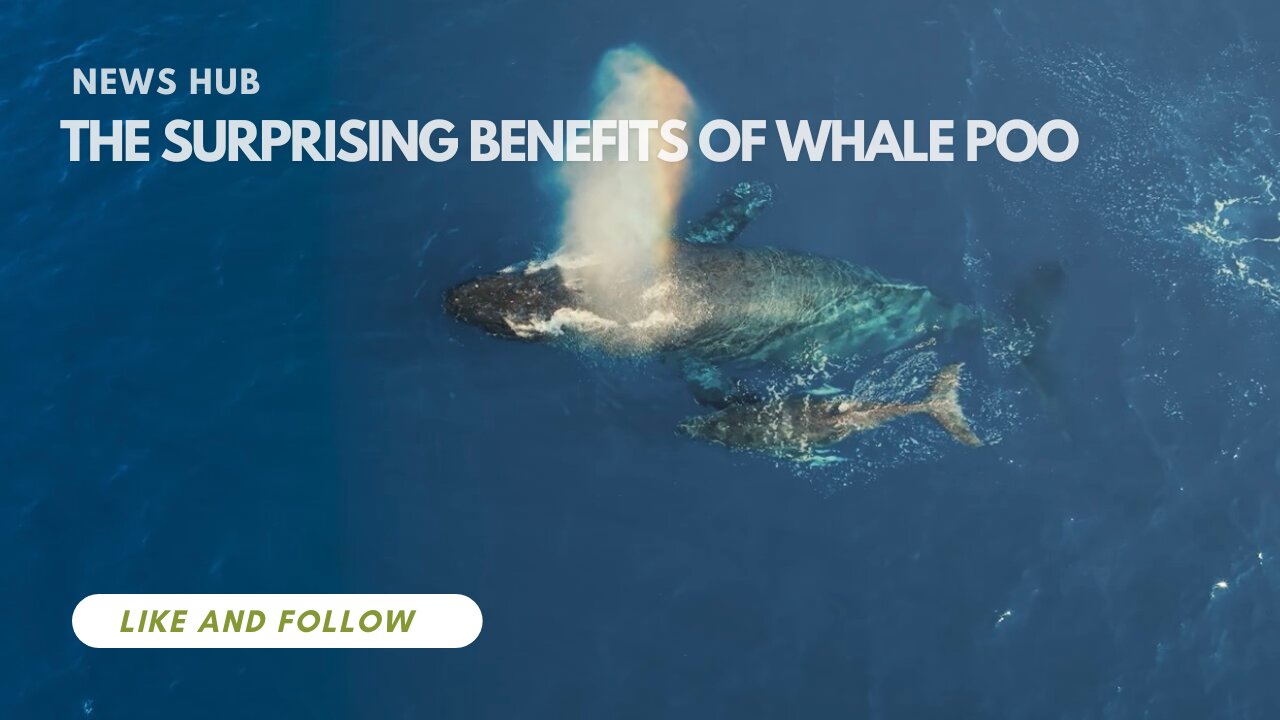 The Surprising Benefits Of Whale Poo ||Our Planet Earth ||News Hub