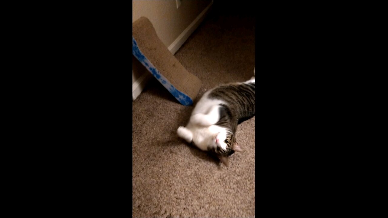 Mamacita (my cat) On Catnip for the first time!