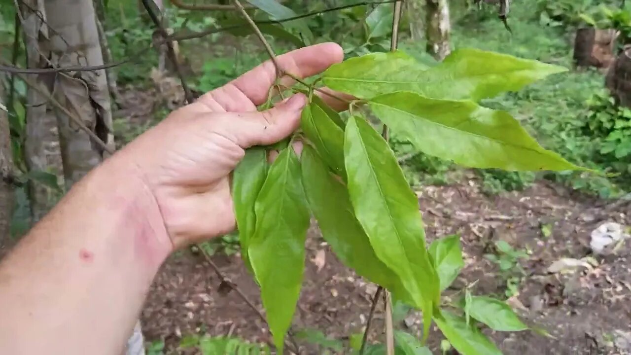 Yaje (Choliponga), and an Ayahuasca Vine, Growing Together.