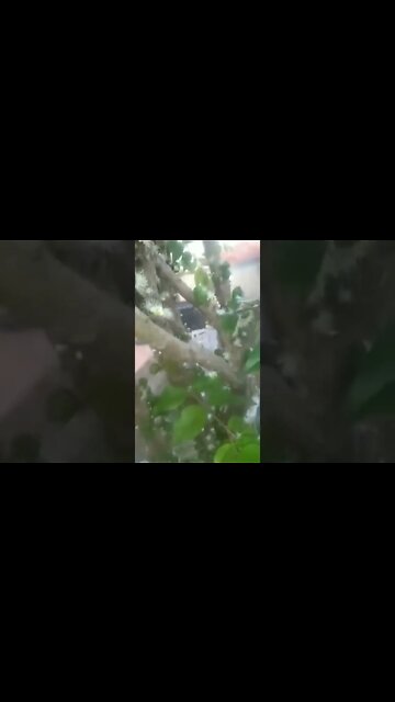 jabuticabeira híbrida precoce produz o ano todo