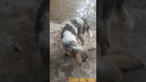 The dog is sitting whore liter