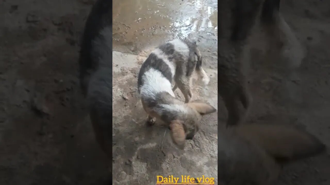 The dog is sitting whore liter