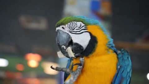 Macore Bird Hold on the Branch and eating cookies in the petting zoo