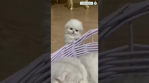 funny cat videos | cute cat videos| cute animals funny cats #shorts #shortsfunny #cutecat #funnycat