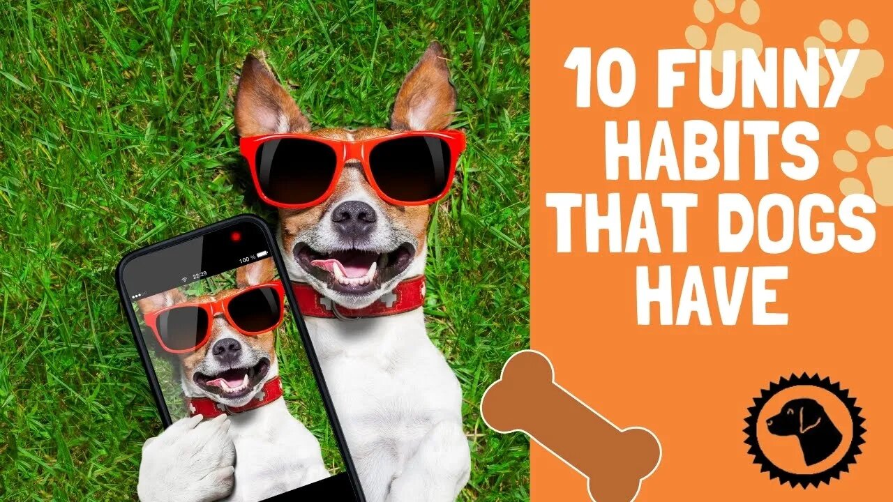 10 Funny habits that dogs have | DOG BLOG 🐶 #BrooklynsCorner