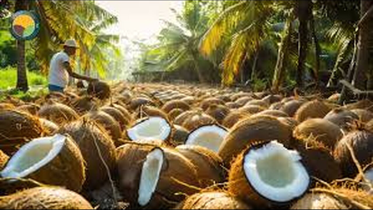 Exciting journey from a coconut to harvesting millions of coconuts | Farming documentary