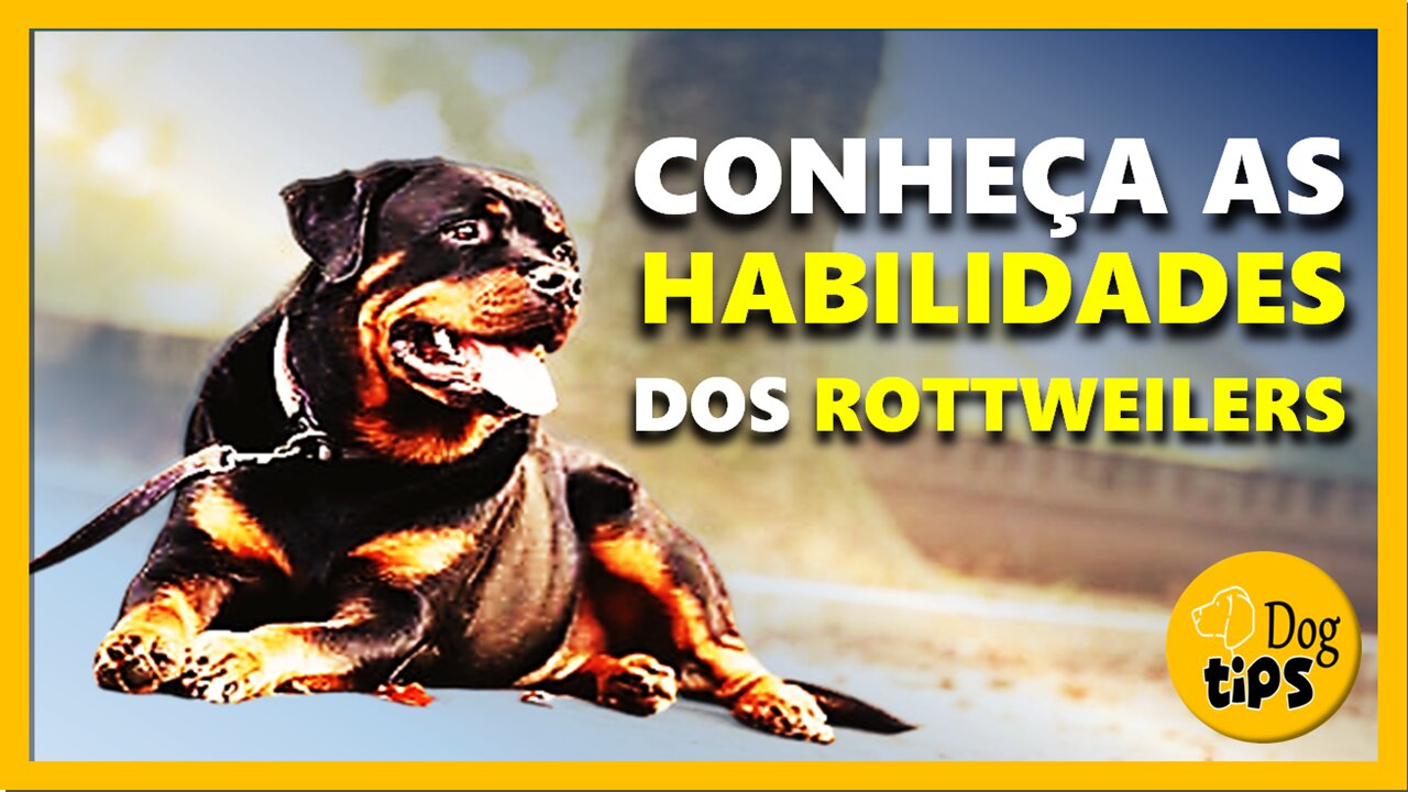 Fatos Históricos Sobre os Rottweilers | Canal Dog Tips - Historical Facts About Rottweilers