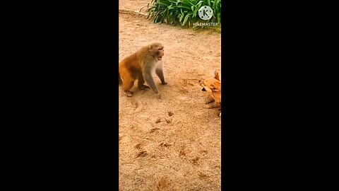 funny animals