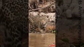 Onça passando no rio do Pantanal