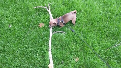 Bark Softly and Carry a Big Stick 2: Electric Boogaloo