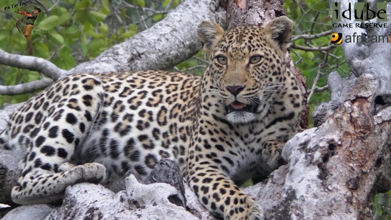 Two Leopards With A Meal | Leopard Family Time