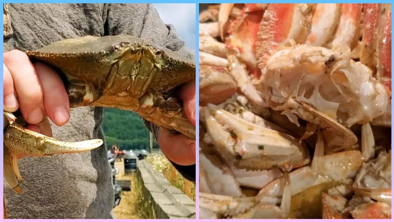 How to Cook and Clean a Dungeness Crab!