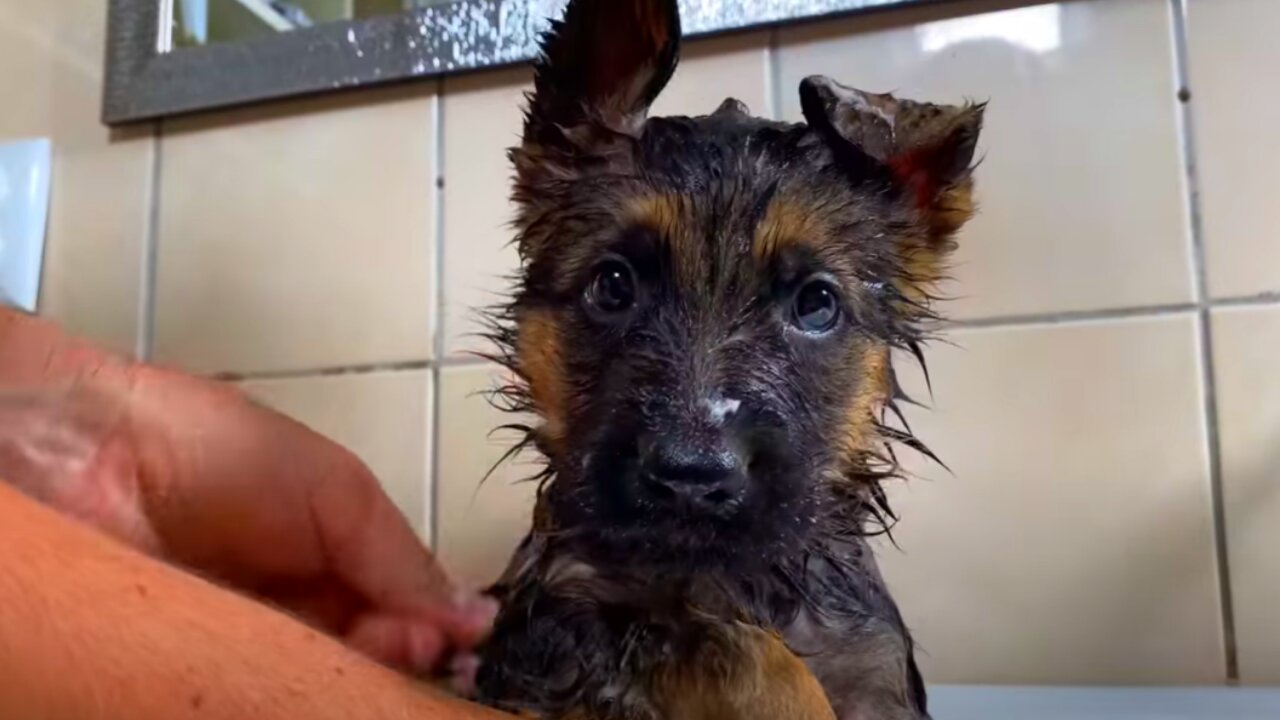 German Shepherd Puppy's First Bath!