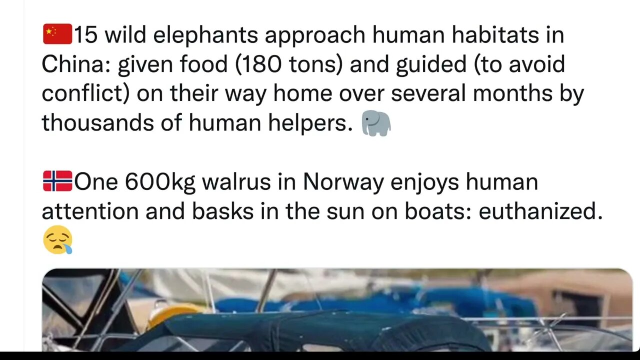 🟨 野生大象遊中國，數月後安全回家；挪威海象曬太陽，結果卻是安樂死。 🟨