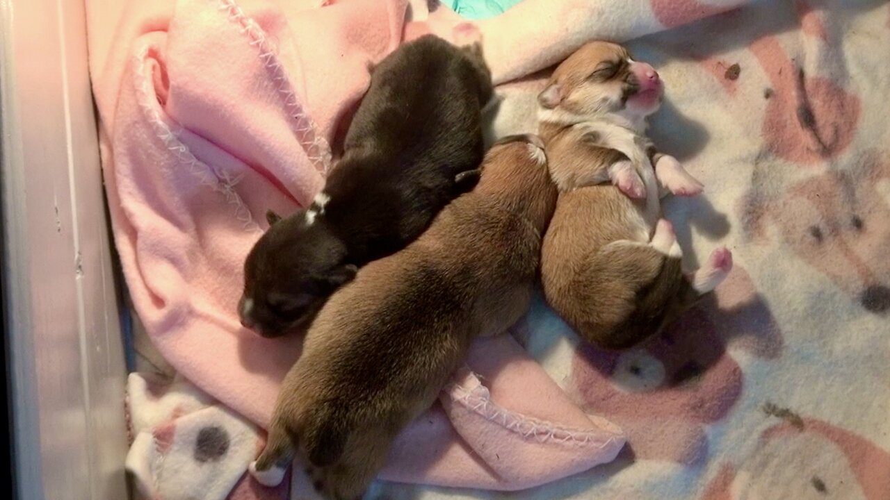 Maple's Litter Week 1