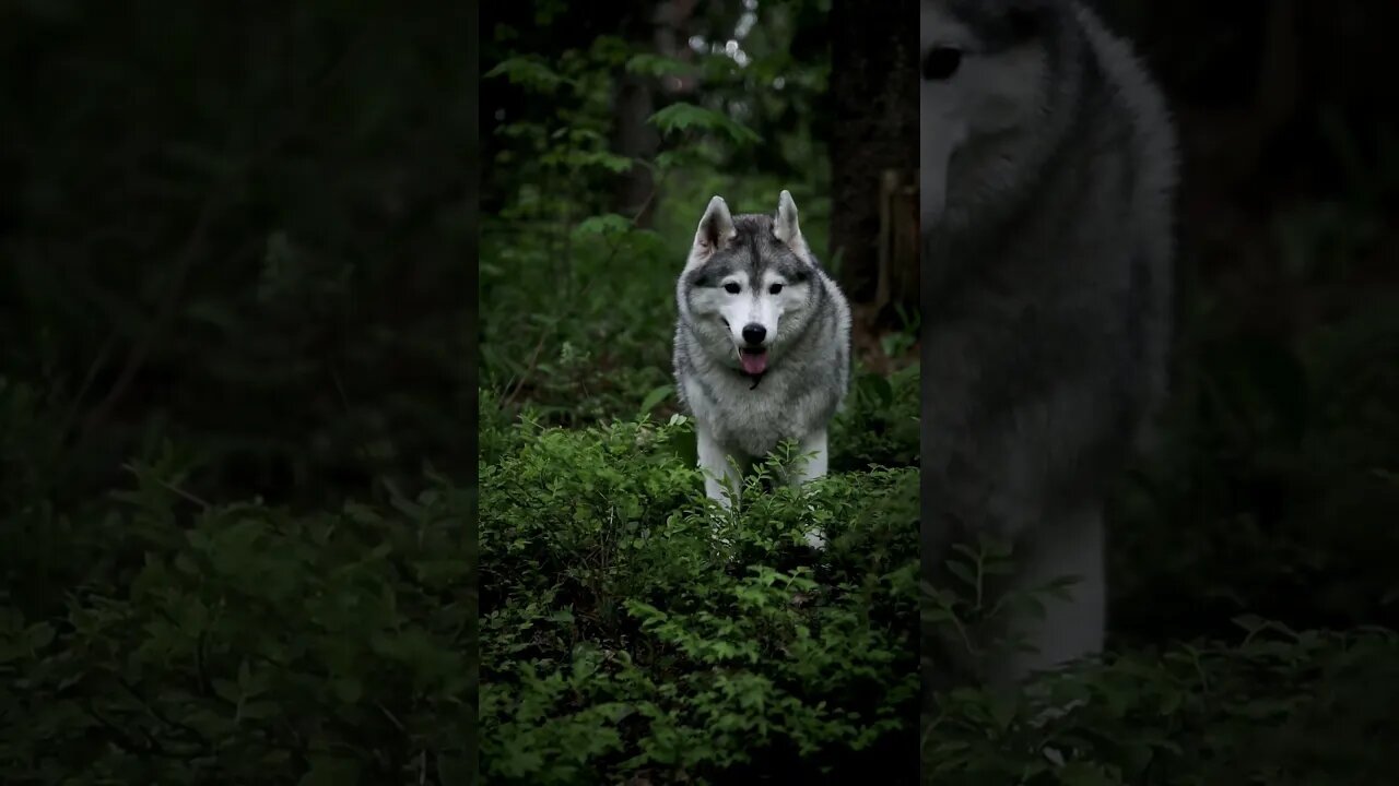 Dog in the middle of forest #shorts #pets #petlover #dogs #dog #doglovers