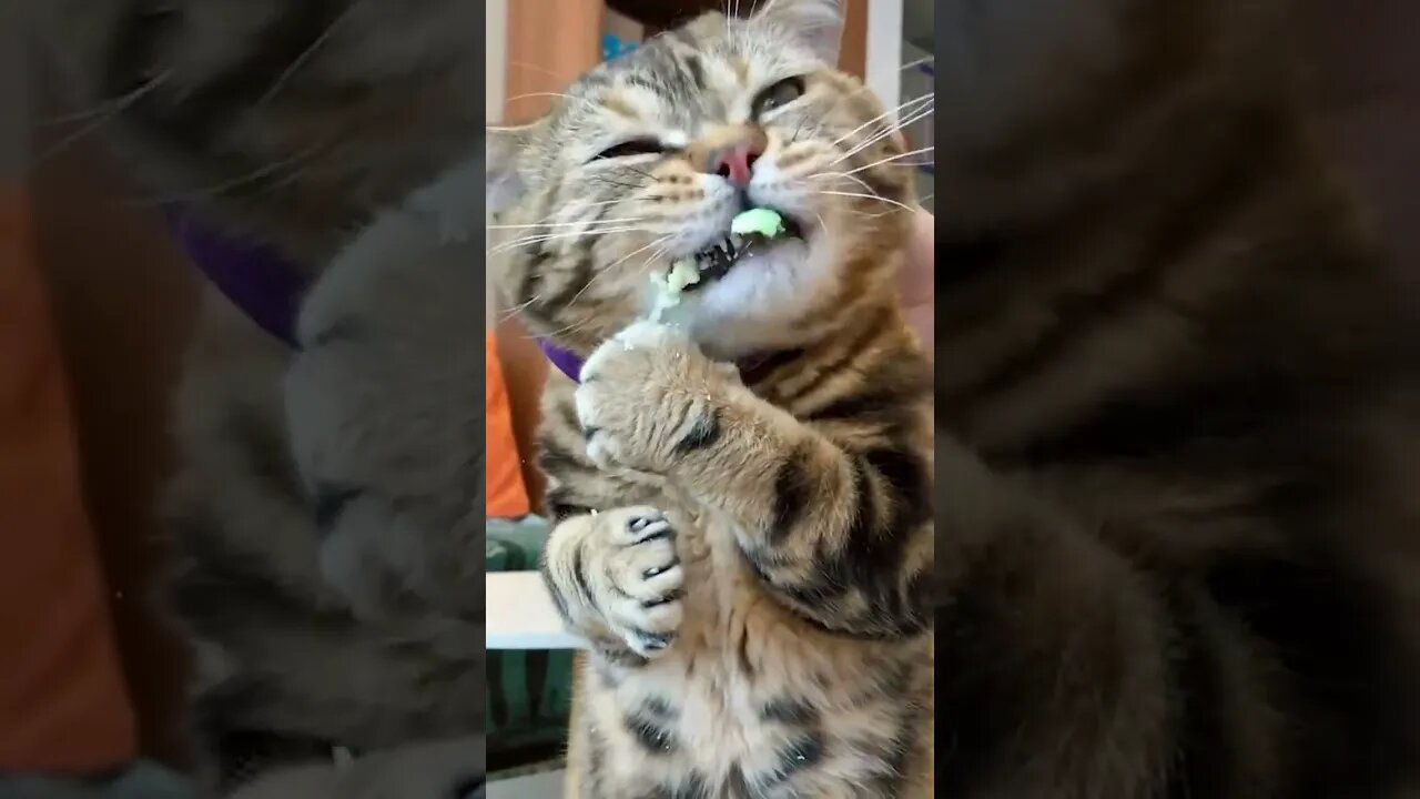 AWW Animals SOO Cute! Cute baby CAT eating #shorts
