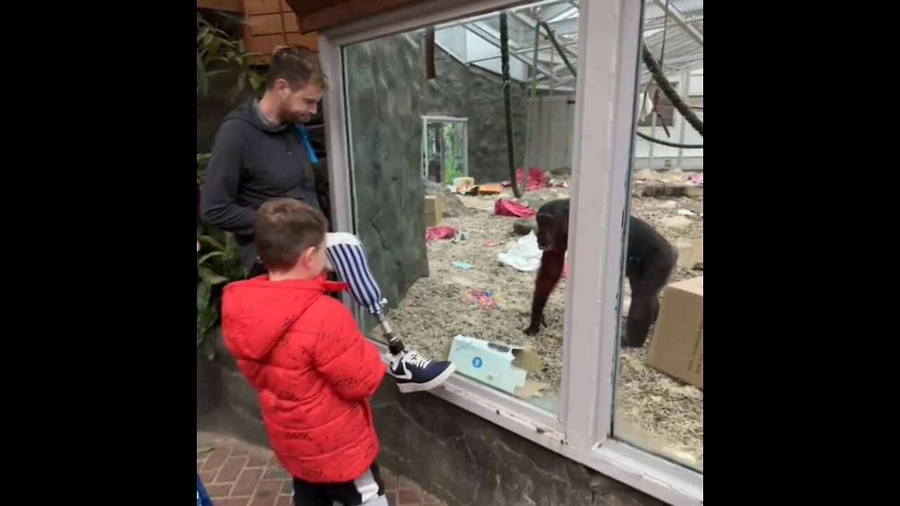 Chimps 😱✋🏻😯 Checking Out Prosthetic Leg #cat #shorts #dog