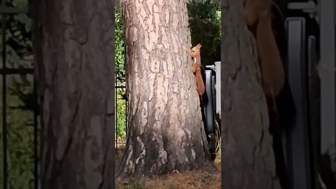 Feeding the squirrels, they are the cutest! 🥰 #shorts #squirrel