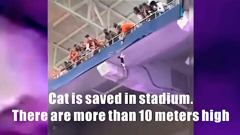 Cat is saved in stadium. There are more than 10 meters high.