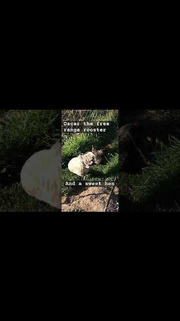 Free range chickens.