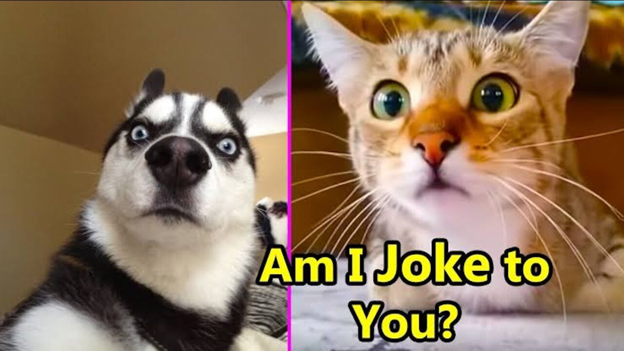 Pets are very Clever - Hilarious Reaction Of Pets - Bayzid Point