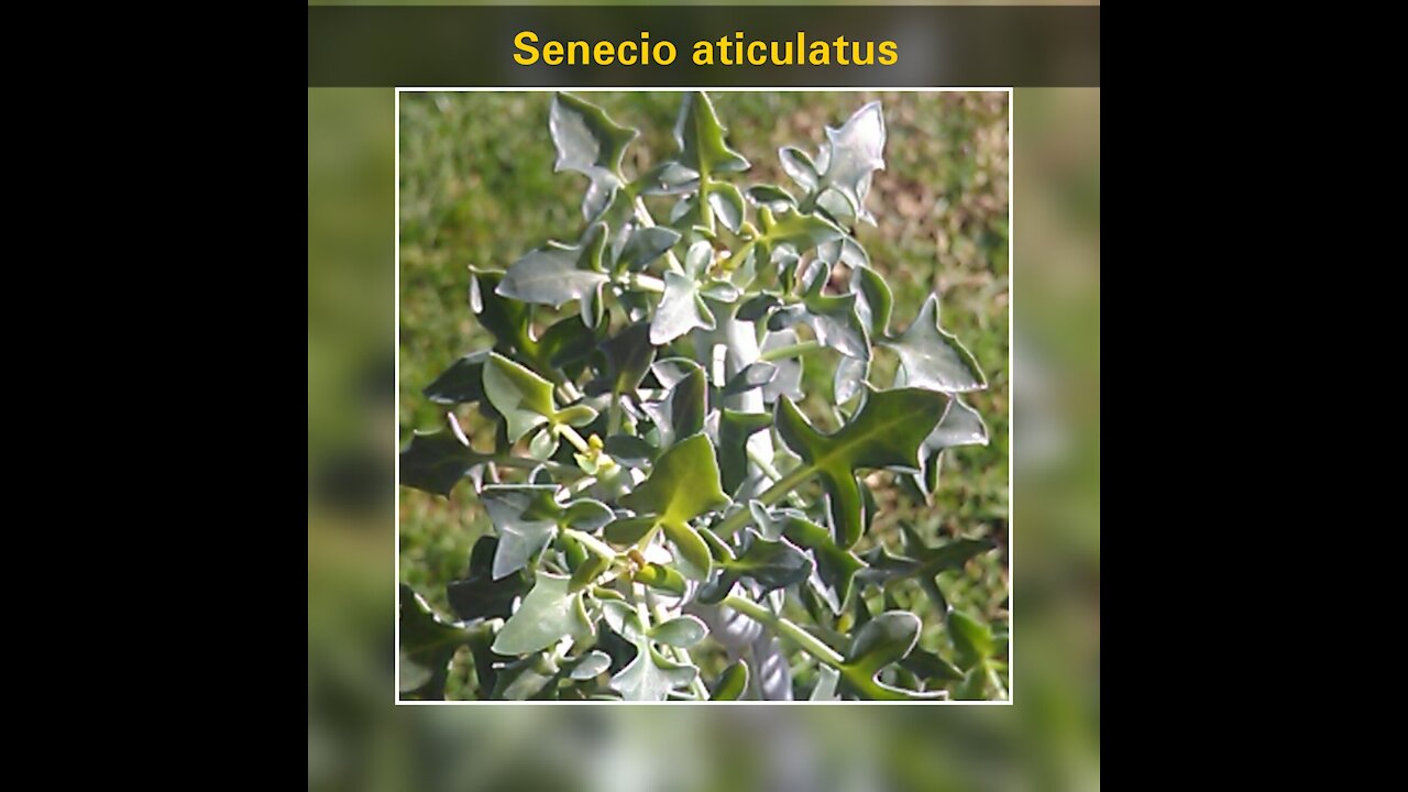 Senecio articulatus