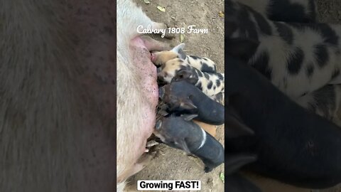 KuneKune Piglets are growing fast!