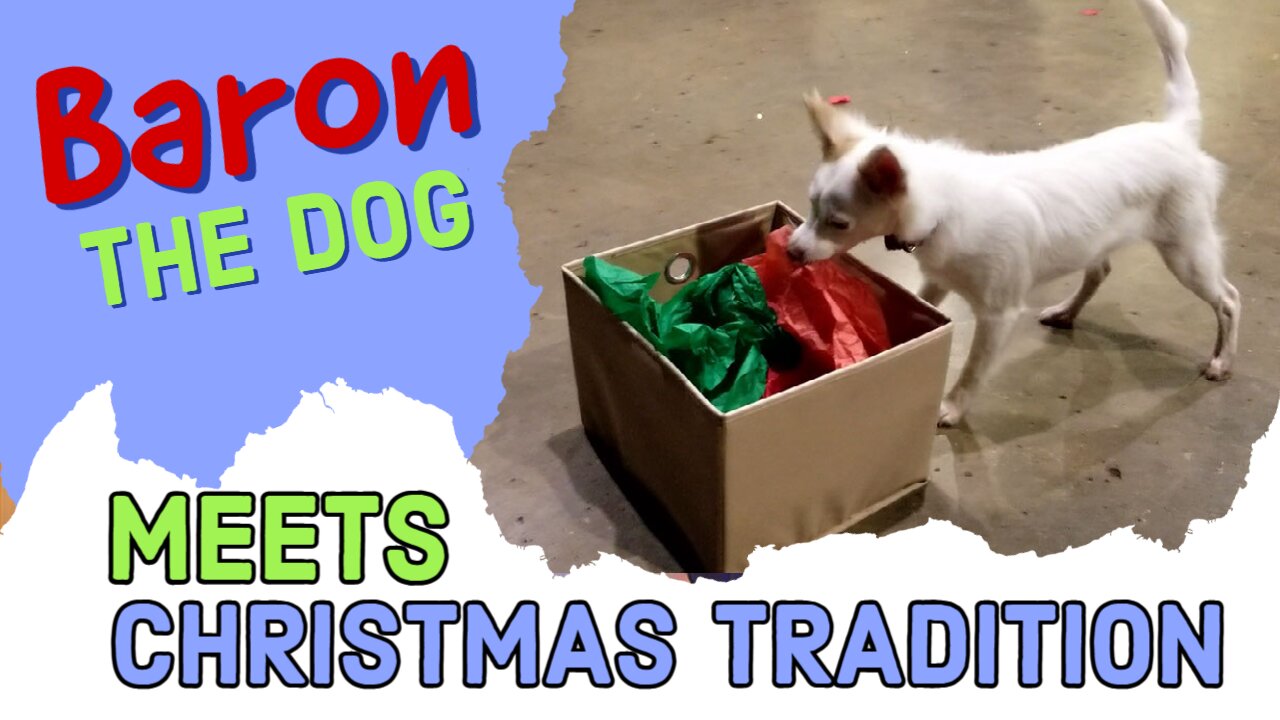 Baron the Dog Meets Christmas Tradition