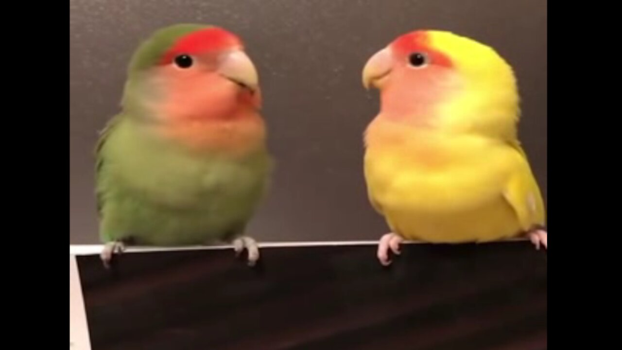 A parrot feeding his friend ... very cute