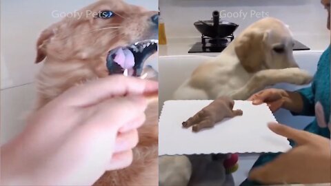 Cat Reaction to Cutting Cake - Funny Dog Cake Reaction Compilation Hungry DOGS! 😂LAUGH 1