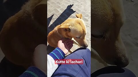 mashoom kutte ki yaadein #shorts #ytshorts #dog #youtubeshorts #viralshorts #animals