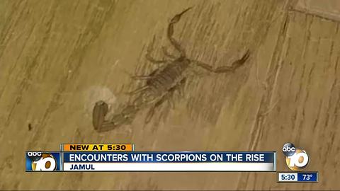 Encounters with scorpions on the rise