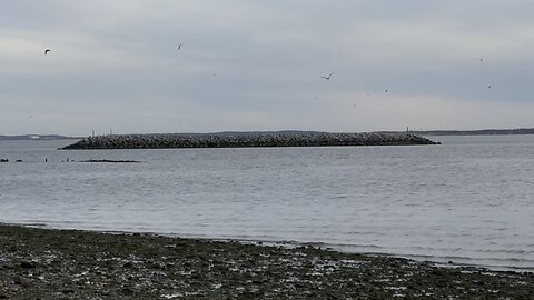 Oysters on Staten Island & the “Living Breakwaters” Project