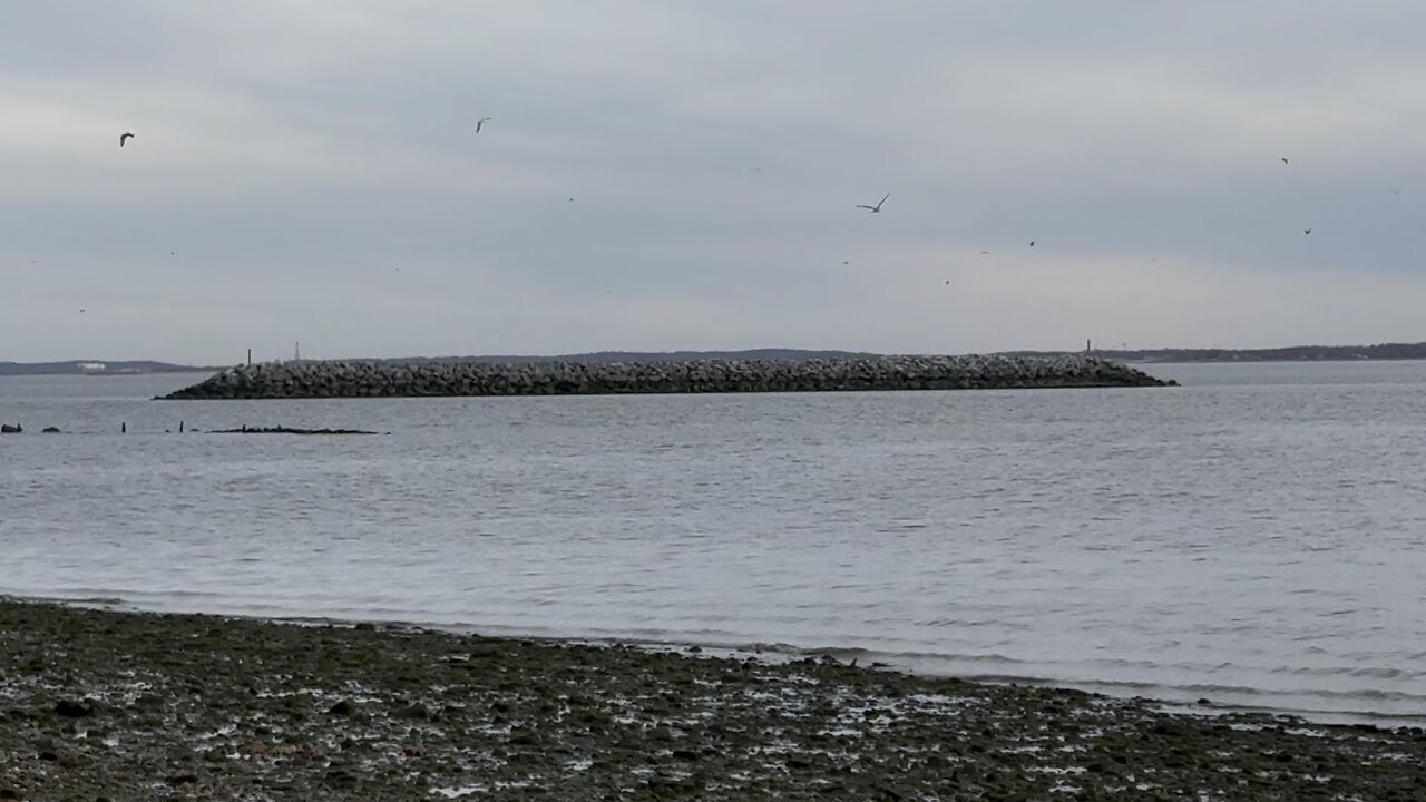 Oysters on Staten Island & the “Living Breakwaters” Project